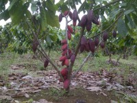 Flor de Cacao Route